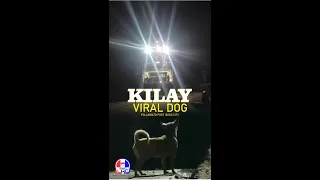 Story Behind Kilay The Viral Dog in  Bogo City