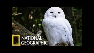 Wild Russia - The secret forest / National Geographic