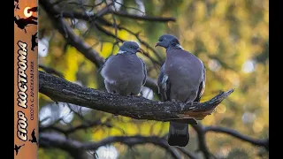 Открытие нового сезона охот. Охота на вяхиря.