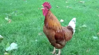 Rooster crowing in the early morning - Rooster wake up call in the morning !