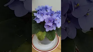Violet flowers #asmr #ytshort