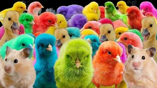Wow Amazing Catch cute chickens, colorful chickens, cute ducks, hamsters, rabbits, guinea pigs ll3