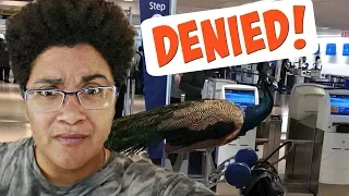 Woman Is DENIED Boarding Plane With Emotional Support Peacock