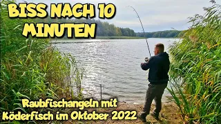 Mega schneller Biss beim Raubfischangeln mit Köderfisch im Oktober 2022