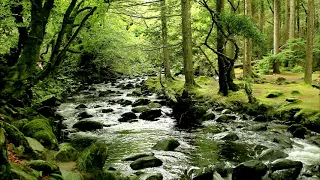 Odgłosy Natury. Szum Wody. Rzeka. Biały Szum 4K Relaxing River Water Stream Sounds  Sleep/Study