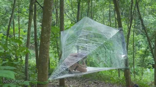 Solo Bushcraft - Plastic Wrap Survival Shelter Challenge, Safe in the Rainforest #survie