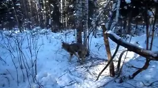 Охота на волка капканом (Wolf hunting trap)