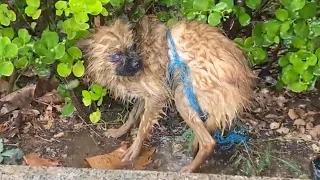 Injured eye and skinny body, she crawled in the heavy rain looking for food and shelter