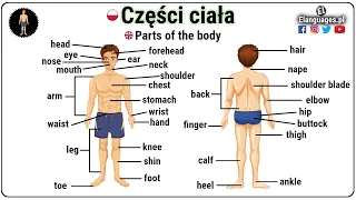 Części ciała po angielsku słownictwo angielski - Parts of the body in English vocabulary