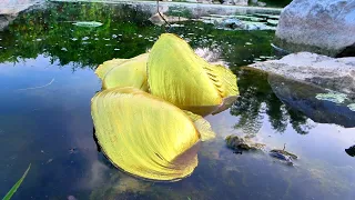 🔥🔥  Pearl King 👑，  The girl took out a lot of gold pearls from the mutated golden clam's belly 🔮