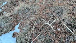 Shed hunting 2023!! First browns of the year!!