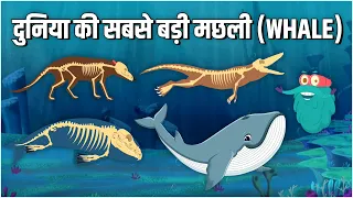 एवोलुशन ऑफ़ व्हेल | दुनिया की सबसे बड़ी मछली | Evolution Of Whale In Hindi | Dr.Binocs Show