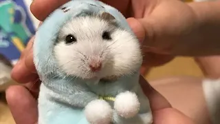 Funny Hamsters Videos Compilation #3 - Cute and Funny moments of the animals