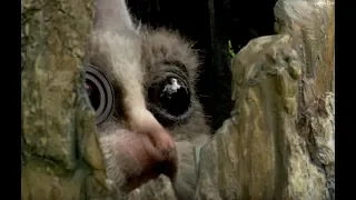 Robot Bushbaby Meets Chimp & Gets a Surprising Reaction!