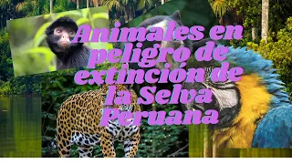 Animales en peligro de extinción en la selva peruana