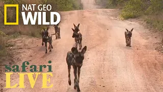 Safari Live - Day 1 | Nat Geo WILD