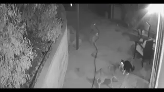 Courageous Cat Fends Off 3 Coyotes in Highland Park