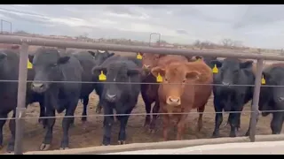 Can PCC calves perform in the Feedlot?