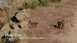 Lince ibérico cazando para sus cachorros