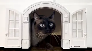 I gave my cats their own French Door | Purrfect Portal