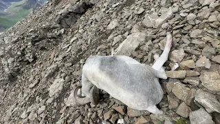 2022 Alaska Dall Sheep Teaser