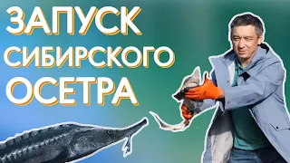 Запускаем осетра в пруд. Для чего нужен осетр в пруду?