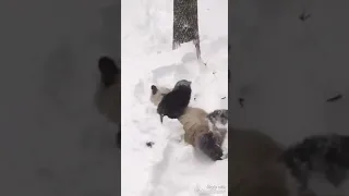 Панда 🐼 купается в снегу