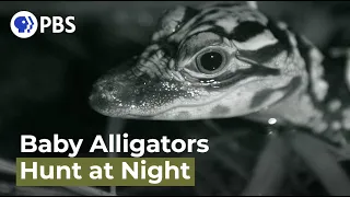 Watch Baby Alligators Hunt at Night