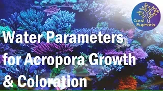 Reef Tank Parameters for Good SPS Growth & Color