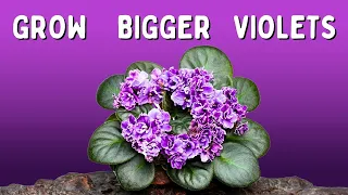 The Beginner's Guide to Switching African Violets to LECA