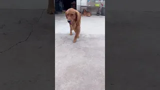 Golden Retriever Dog Imitated The Catwalk #shorts