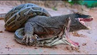 Komodo Vs Python Survival Battle ► Wild Dogs and Crocodile Siege Catches Kudu ► Wild Animals