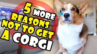 5 More Reasons Why You Should NOT Get a Corgi Puppy || Extra After College