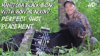 Black Bear Arrow Placement perfect on Manitoba bow hunt where to shoot a big black bear