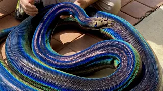 Rainbow Python Goes Viral on Social Media | Rainbow Python Snake Video goes Viral.