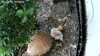 4 Vogelküken sind geschlüpft #vogel #brüten #vogelhaus #falke #birds #lovebird