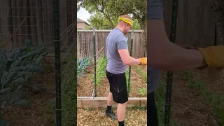 Tomato Cage Made Easy: Cheap, Efficient, and Recyclable Technique