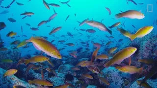 Archipiélago Juan Fernández  | Nat Geo