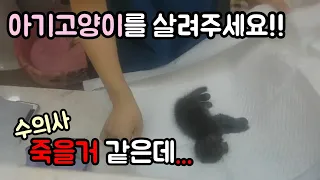 찬 길바닥에서 의식이 없이 쓰러진 아기고양이 구조했어요.[고양이탐정]I rescued the unconscious kitten