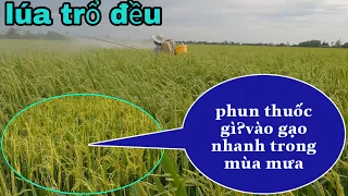 lúa trổ đều phun thuốc gì?vào gạo nhanh trong mùa mưa bão #67 l thanhdotv