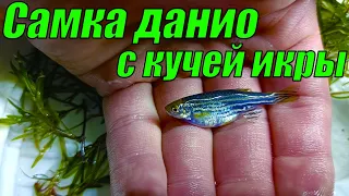 СЛАБОНЕРВНЫМ НЕ СМОТРЕТЬ! Выдавливаю из самки данио кучу икры!