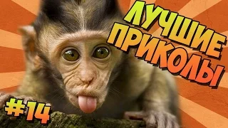 ЛУЧШИЕ ПРИКОЛЫ #14 СМЕШНЫЕ ОБЕЗЬЯНЫ