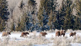 Wildlife Photography-399 4 Cubs Journey to the Den- Part 1-Jackson Hole/Grand Teton Park/Yellowstone