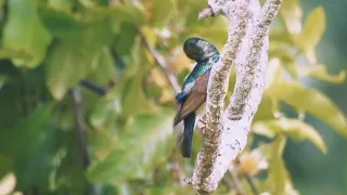 Brown throated Sunbird