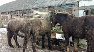 Молодая кобыла резвится с жеребцом