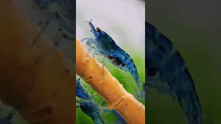 Close up of a pregnant shrimp - Blue Neocaridina