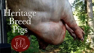 What is a Heritage Pig and Why Would You Raise One?