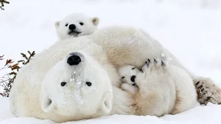 Polar bear pics headed to Smithsonian