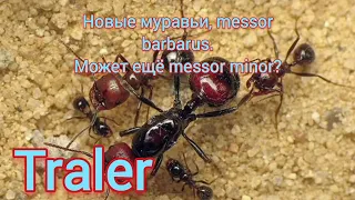 Traler, новые муравьи, messor barbarus, может ещё messor minor