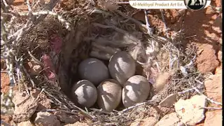 نقطة ضوء : الطيور في الصحراء